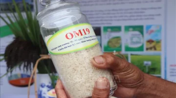 تطوير علامة أرز كان ثو التجارية عبر أصناف متخصصة جديدة ومبتكرة